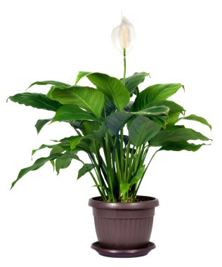Houseplant - Spathiphyllum floribundum (Peace Lily) clipart