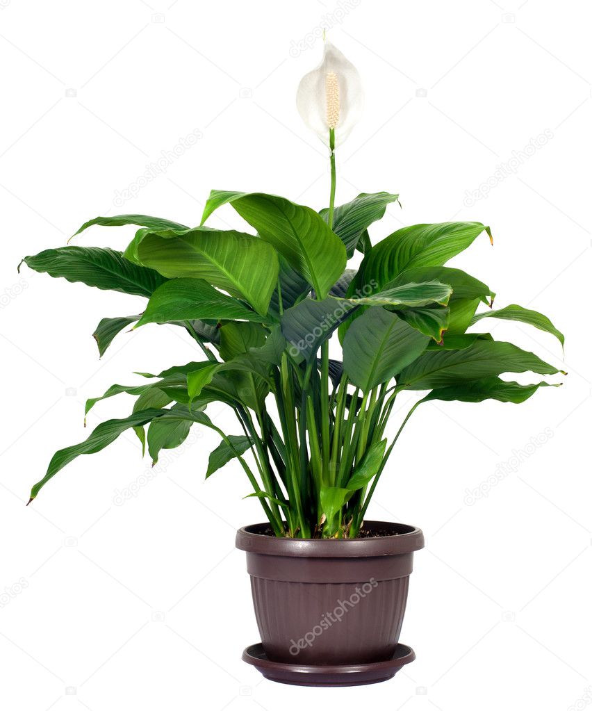 Houseplant - Spathiphyllum floribundum (Peace Lily)