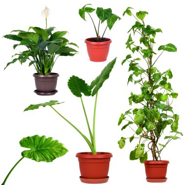 Collection of different house plants clipart