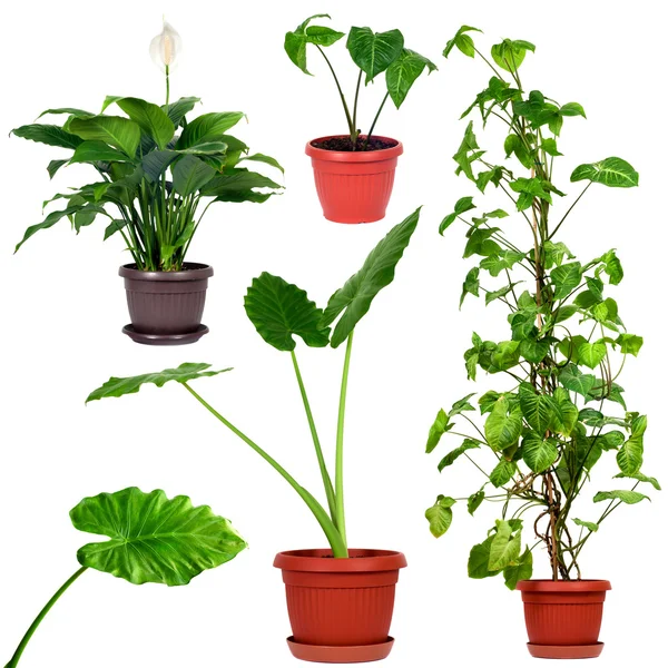 Sammlung verschiedener Zimmerpflanzen — Stockfoto