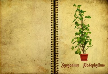 Syngonium podophyllum clipart