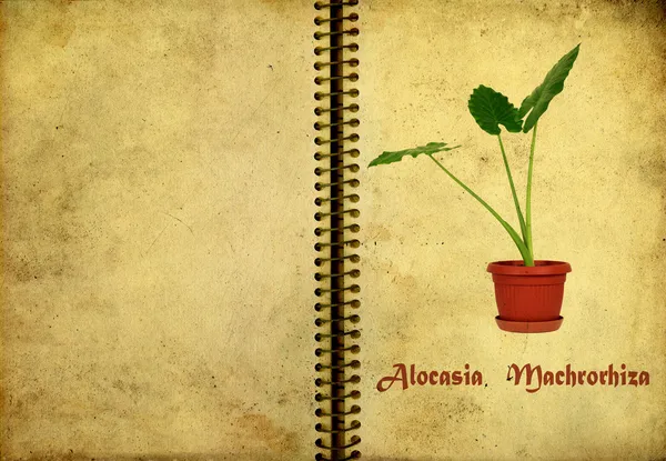 Alocasia machrorhiza — стокове фото