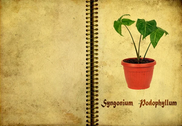 Syngonium podophyllum — Stock Fotó