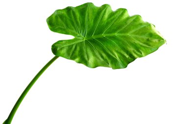 Alocasia machrorhiza clipart