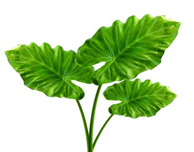 Alocasia machrorhiza clipart