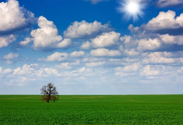 Alan, ağaç ve gökyüzü — Stok fotoğraf
