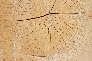 Cut of a log of a beech clipart