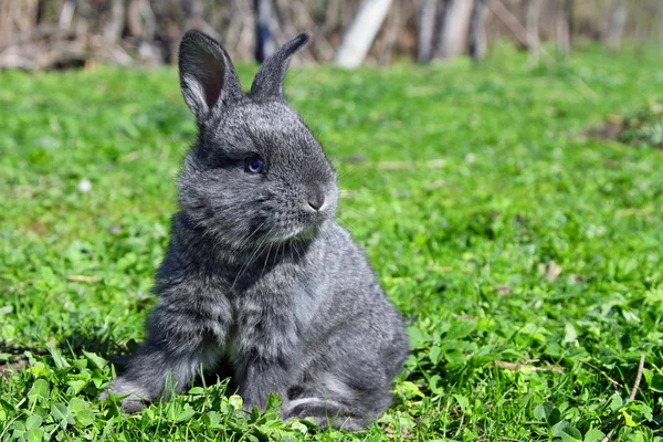 stock image Small young rabbit on a grass