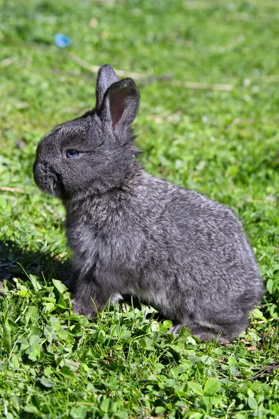 stock image Small young rabbit on a grass