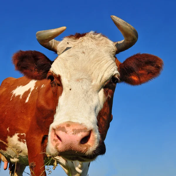 Head of a cow against the sky. — Stock Photo, Image