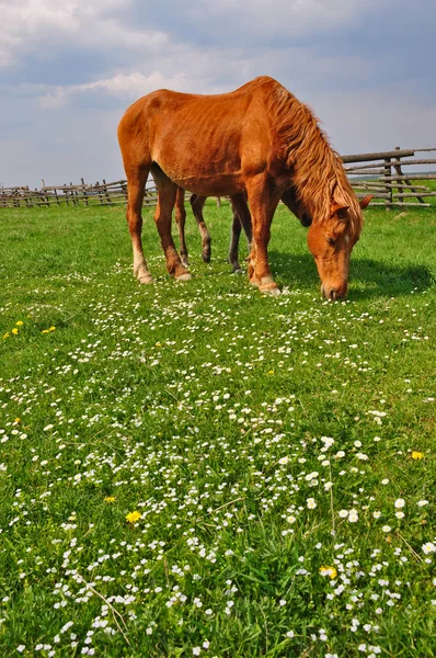 Hevonen kesälaitumella — kuvapankkivalokuva
