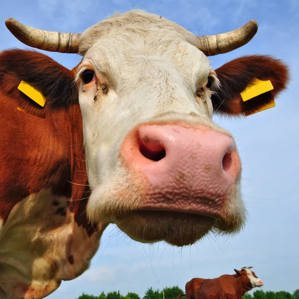 Cabeça de vaca contra o céu . — Fotografia de Stock