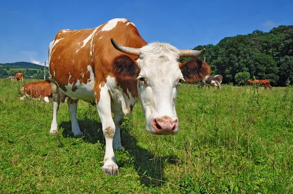 stock image Cow on a summer pasture