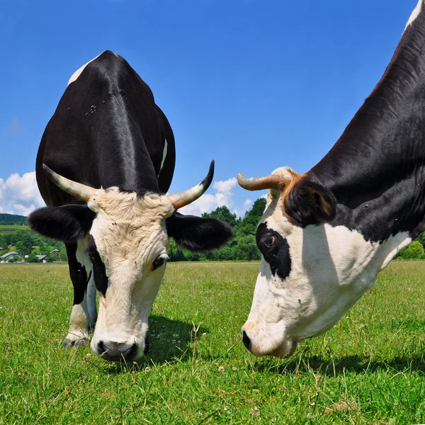 夏天牧场上的奶牛 — 图库照片