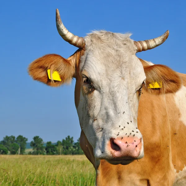 Cabeza de vaca contra un pasto —  Fotos de Stock
