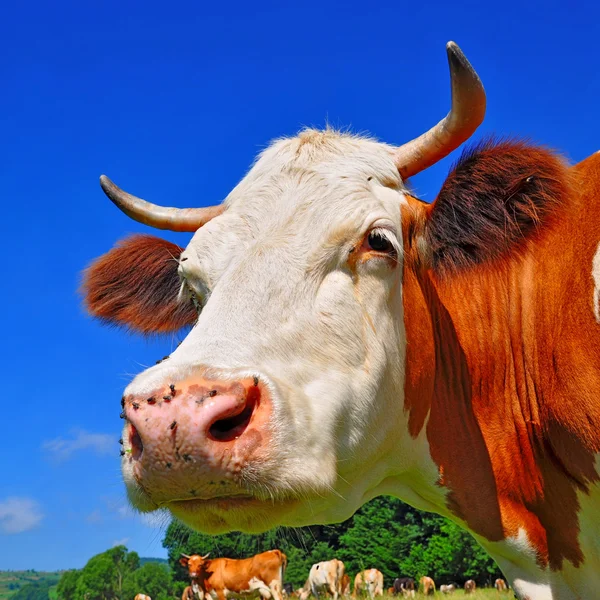 stock image Head of a cow against a pasture