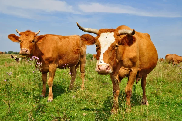 stock image Cows on a summer pasture