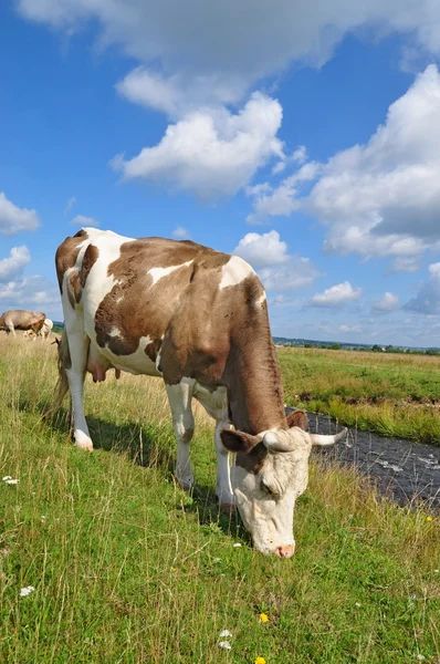 stock image Cow on a summer pasture