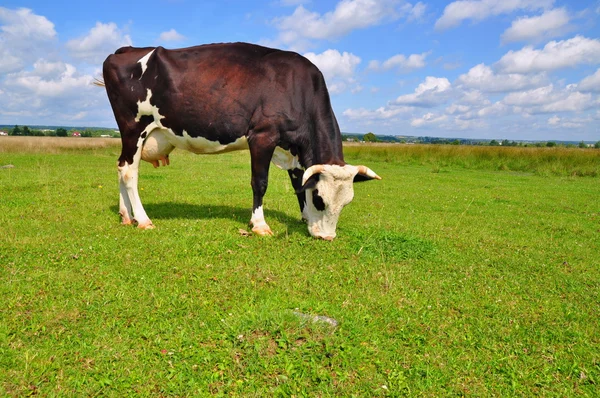 stock image Cow on a summer pasture