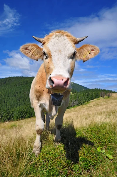 The calf on a summer mountain pasture — Stock Photo, Image