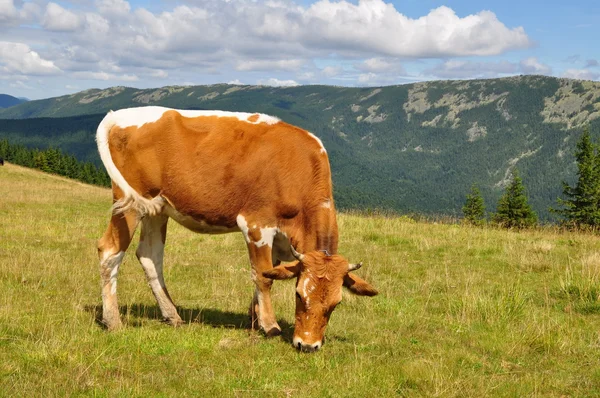夏の山の牧草地に牛 — ストック写真