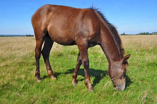 Cheval sur un pâturage d'été — Photo