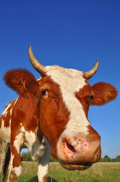 Vaca em um pasto de verão — Fotografia de Stock