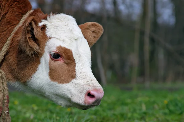 stock image Head of the calf