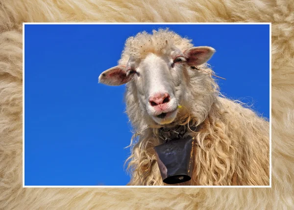 Kopf eines Schafes gegen den Himmel. — Stockfoto