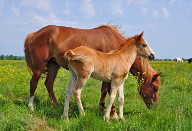 Foal with a mare on a summer pasture clipart