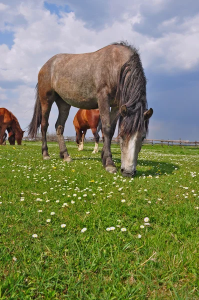 Häst på en fäbod berg — Stockfoto