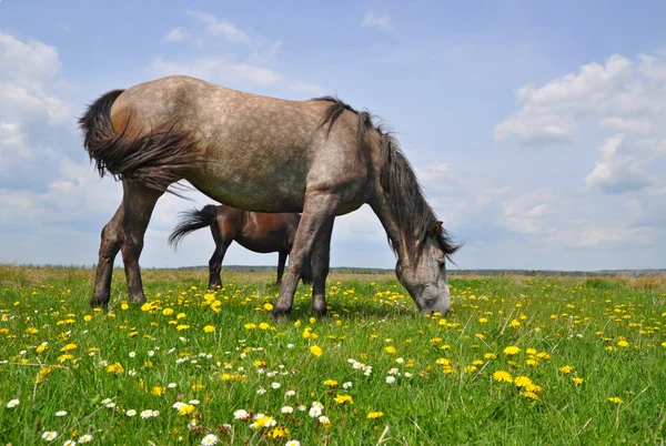 Cavalli su un pascolo estivo — Foto Stock