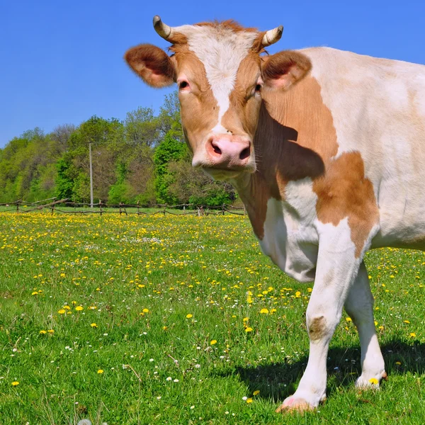 stock image Cow on a summer pasture