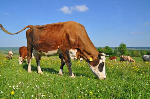 stock image Cows on a summer pasture