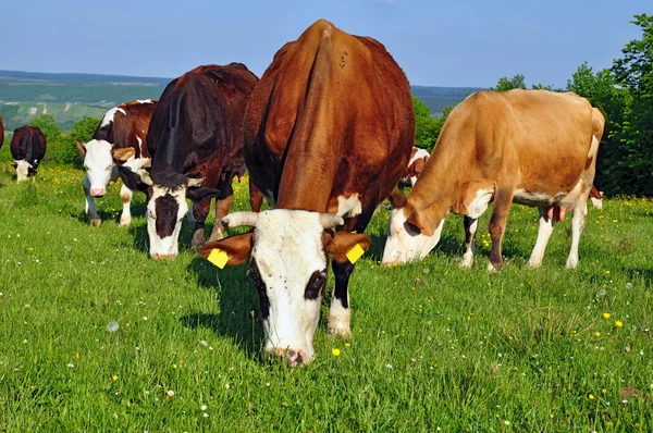 stock image Cows on a summer pasture