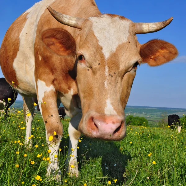 Mucca su un pascolo estivo — Foto Stock