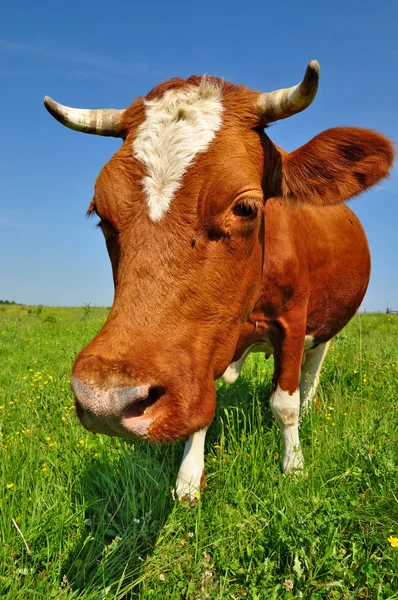 stock image Cow on a summer pasture