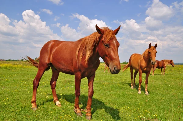 Caii pe o pășune de vară — Fotografie, imagine de stoc