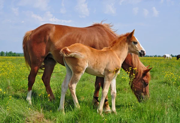 stock image Foal with a mare on a summer pasture