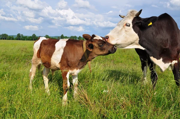 stock image The calf near mother on a summer pasture