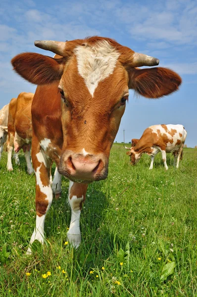 stock image The calf on a summer pasture