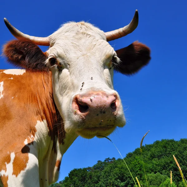 空を背景に、牛の頭. — ストック写真