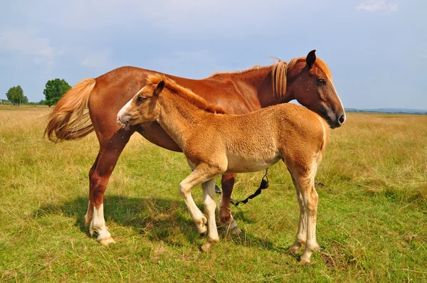 在夏天的牧场上带着母马的小牛犊 — 图库照片