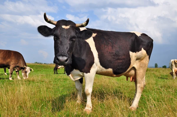 Vacas em um pasto de verão — Fotografia de Stock