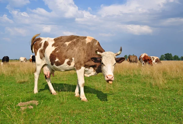 stock image Cows on a summer pasture