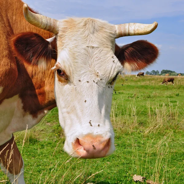 Cabeza de vaca contra un pasto — Foto de Stock