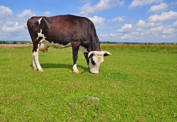 stock image Cow on a summer pasture