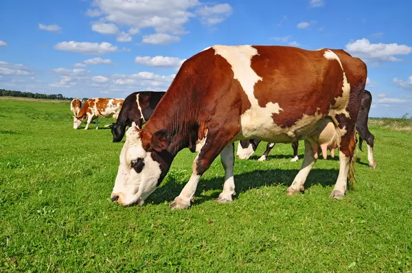 Kor på sommarbetesmark — Stockfoto
