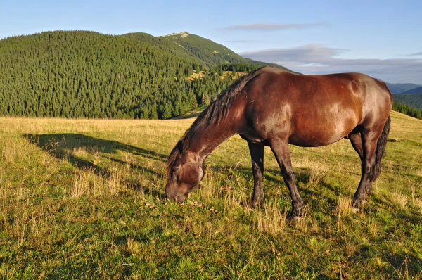 Caballo en un pasto de montaña de verano —  Fotos de Stock