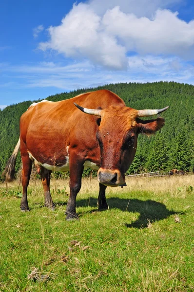 Mucca su un pascolo estivo di montagna — Foto Stock